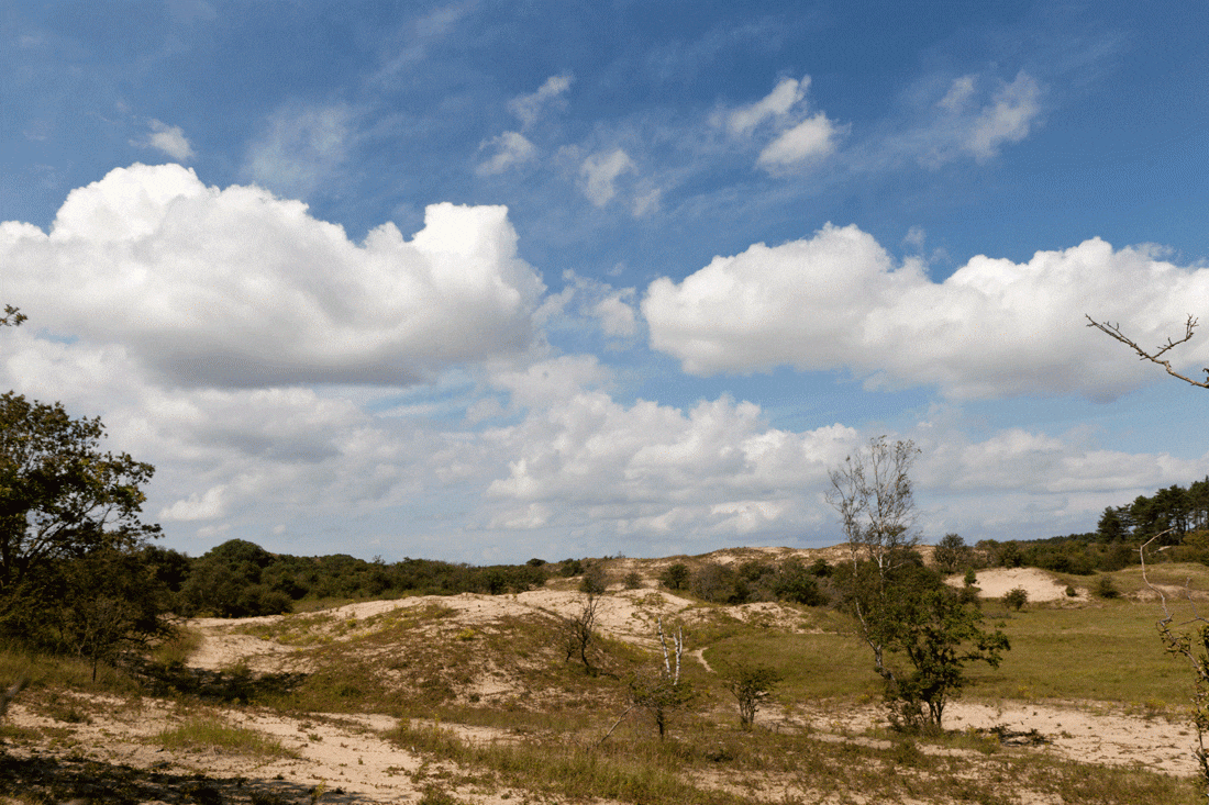 Duinlandschap Zandvoort