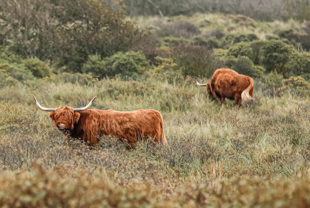 2 Schotse hooglanders, een van de big five van Zandvoort, in de duinen van Nationaal Park Zuid-Kennemerland