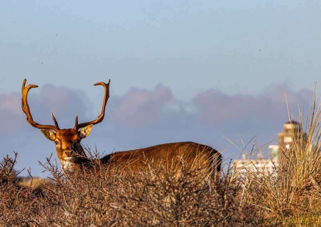 Hert in de waterleidingduinen