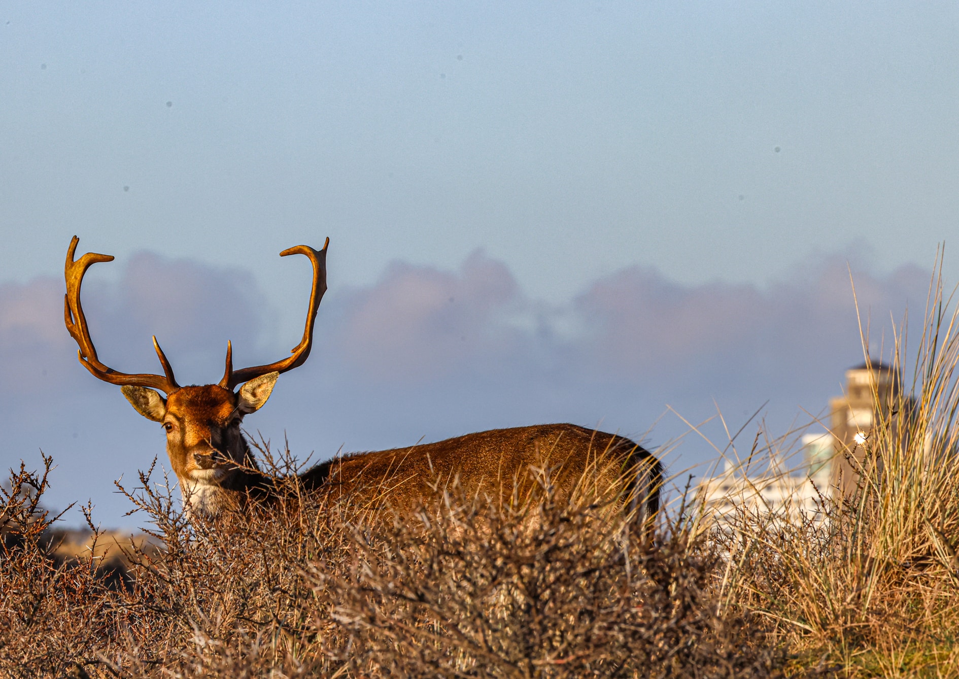 Hert in de waterleidingduinen