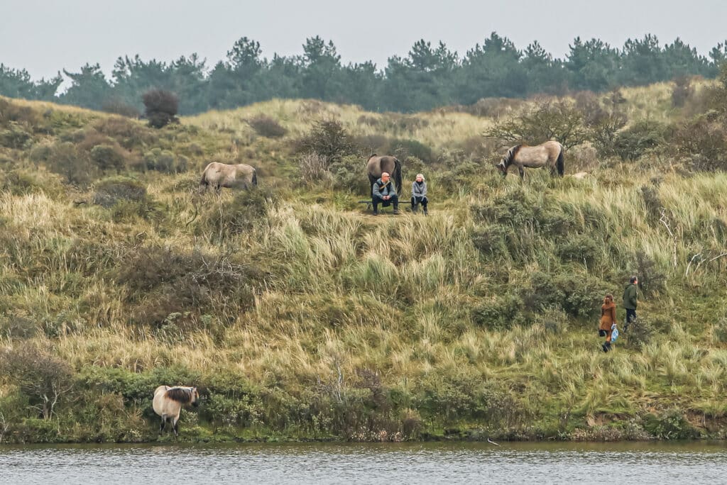 4 recreanten in Nationaal Park Zuid-Kennerland omgeven door enkel Konik paarden