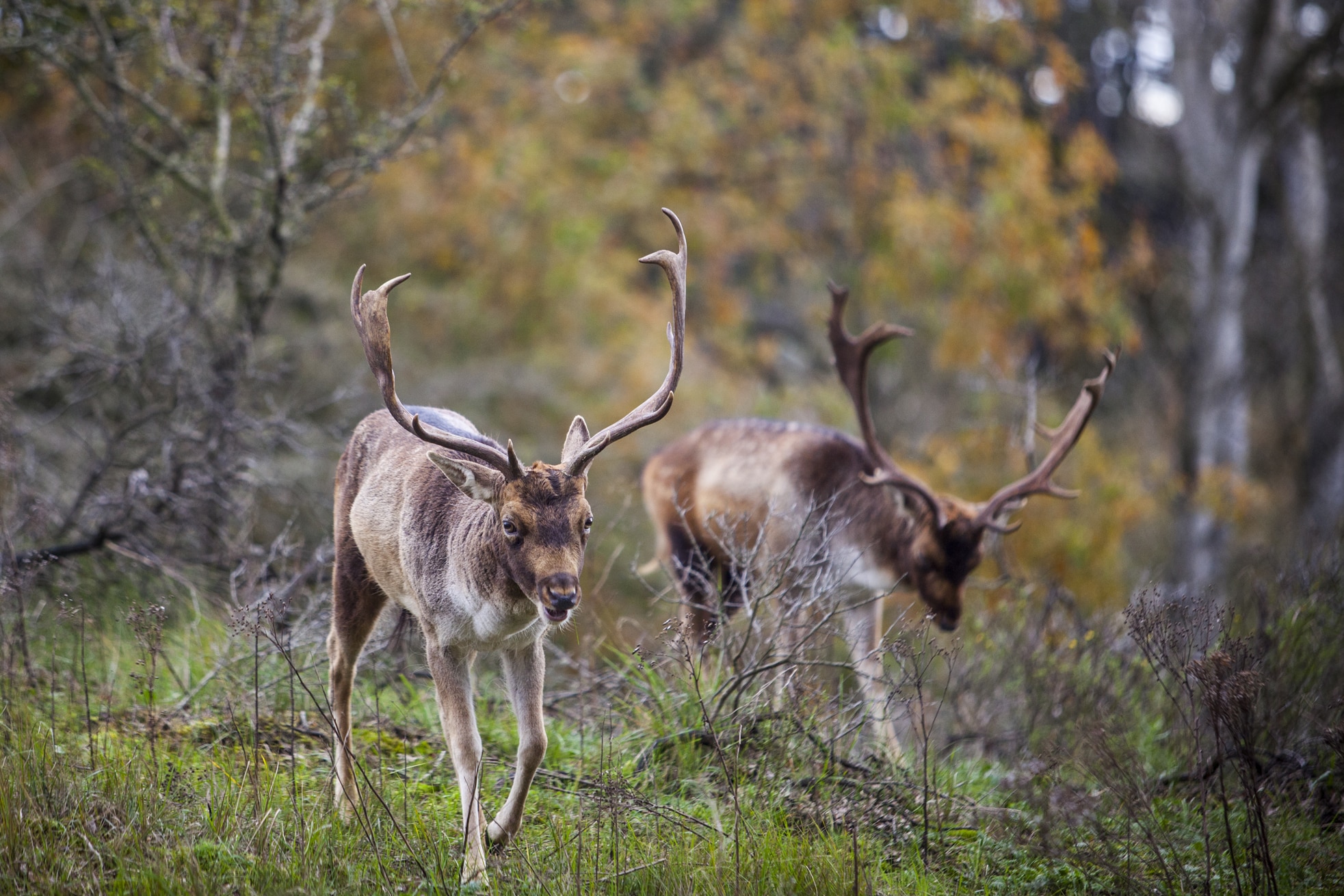 2 herten in de Amsterdamse Waterleidingduinen