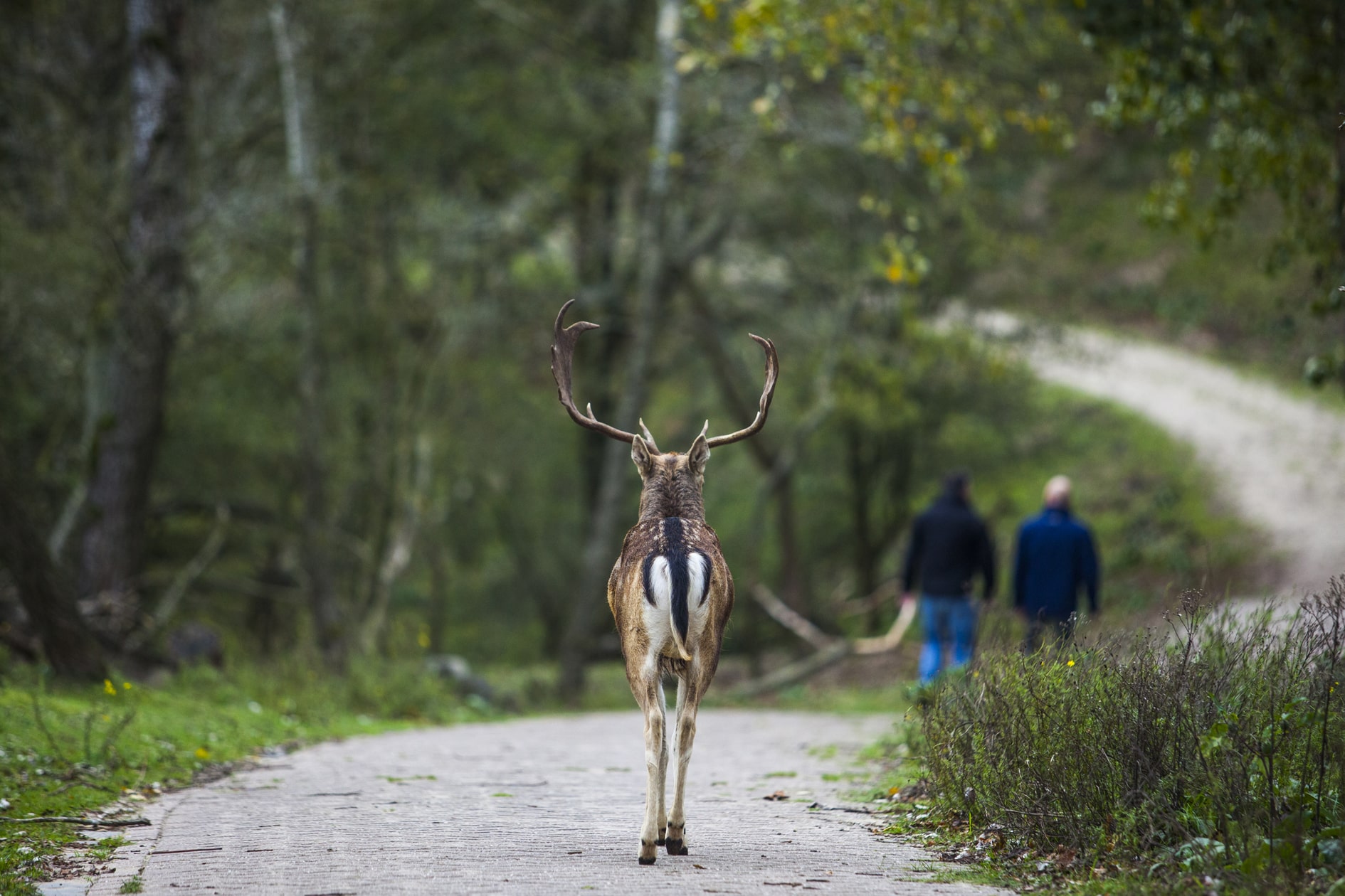 Hert op het wandelpad in de Amsterdamse waterleidingduinen