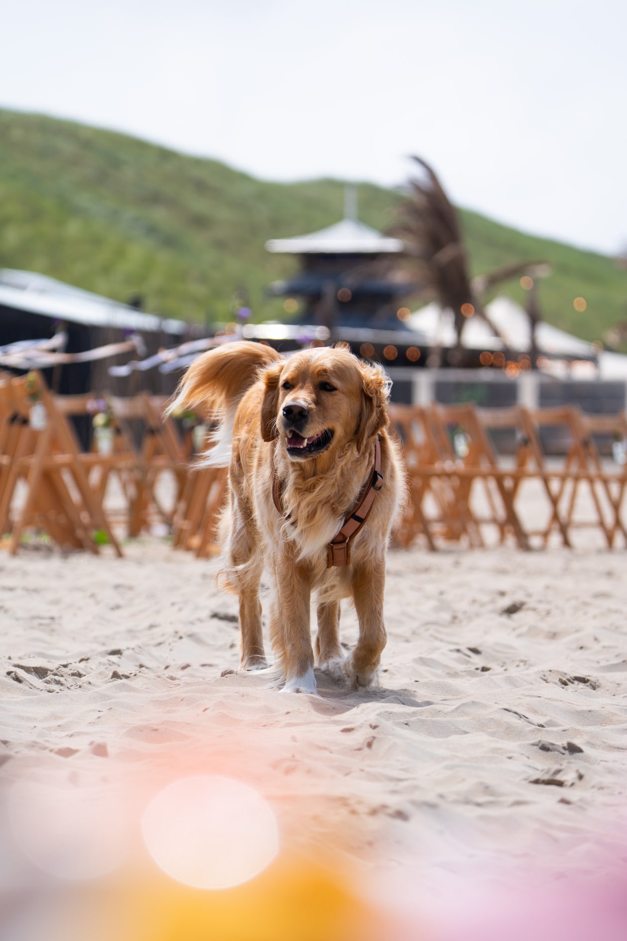 Hond op het zandvoortse strand voor een strandpaviljoen