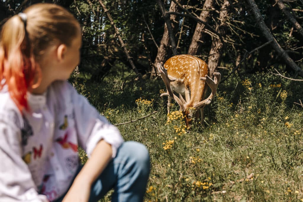 Meisje in de waterleidingduinen kijkend naar een hert, een van de big five van Zandvoort, dat vlakbij haar staat