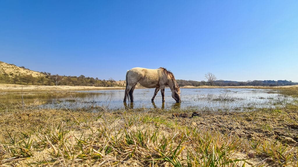 Drinkend Konik paard, een van de big five van Zandvoort, in Nationaal Park Zuid-Kennemerland