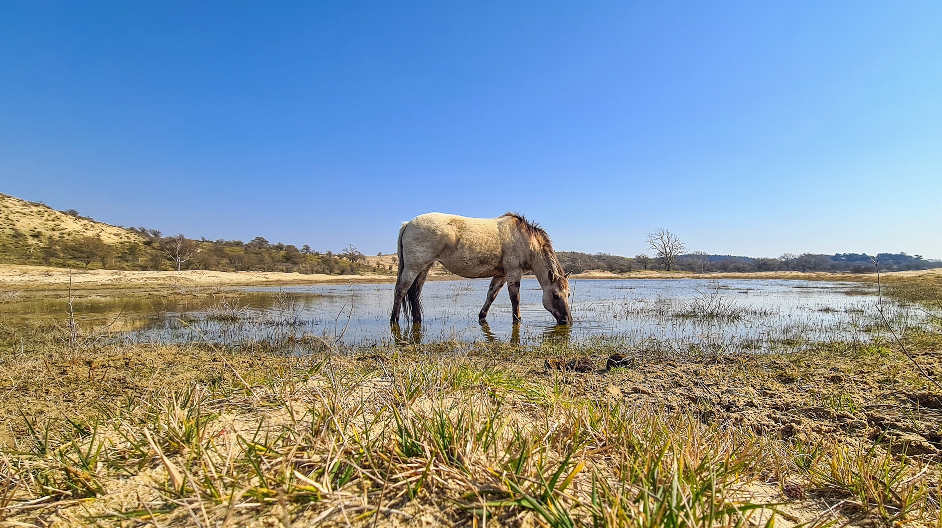 Drinkend Konik paard, een van de big five van Zandvoort, in Nationaal Park Zuid-Kennemerland