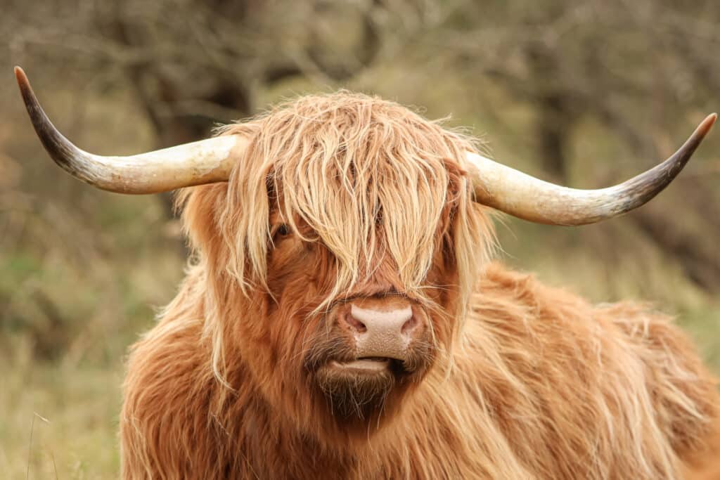 Schotse hooglander in de NPZK