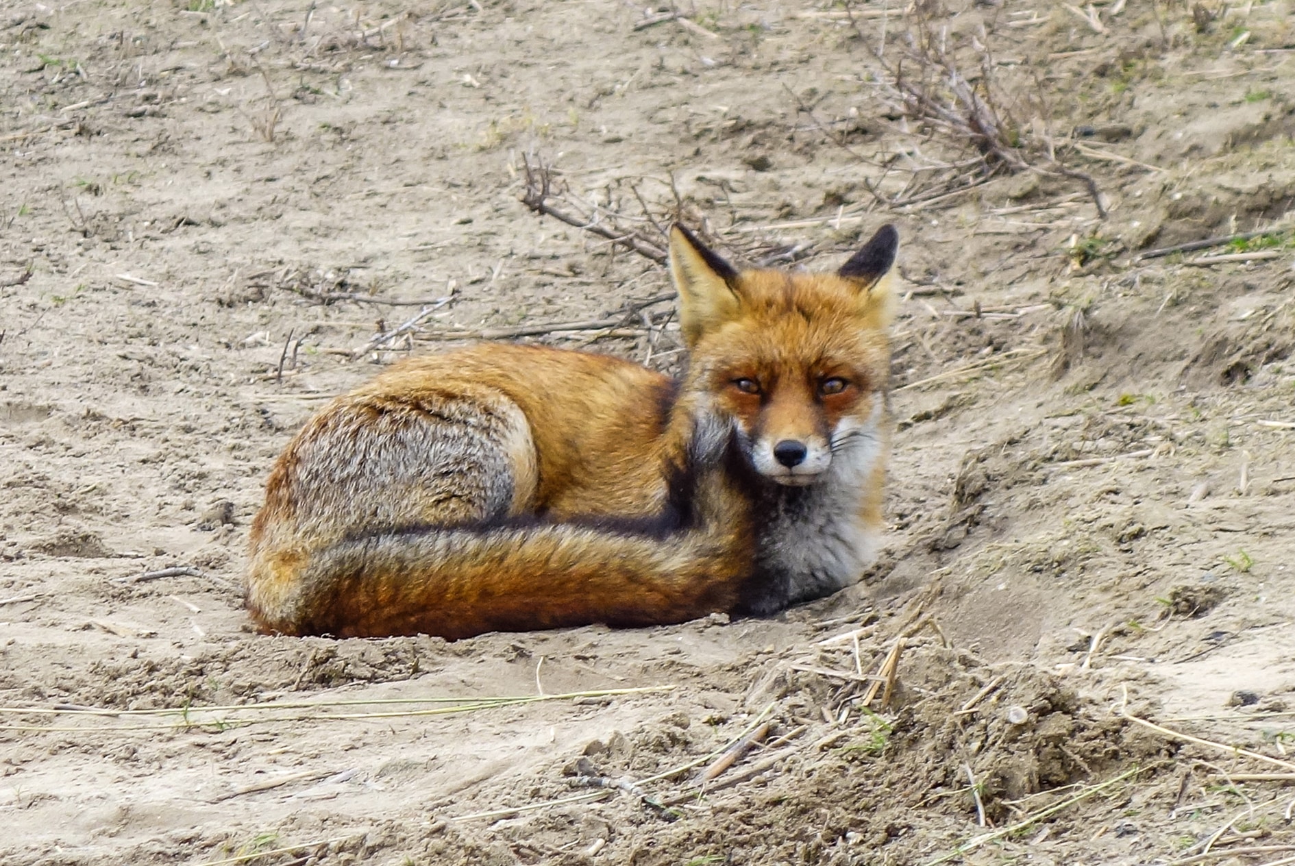 Een vos, een van de zondvoortse big five, liggend in het zand van de duinen in de amsterdamse waterleidingduinen
