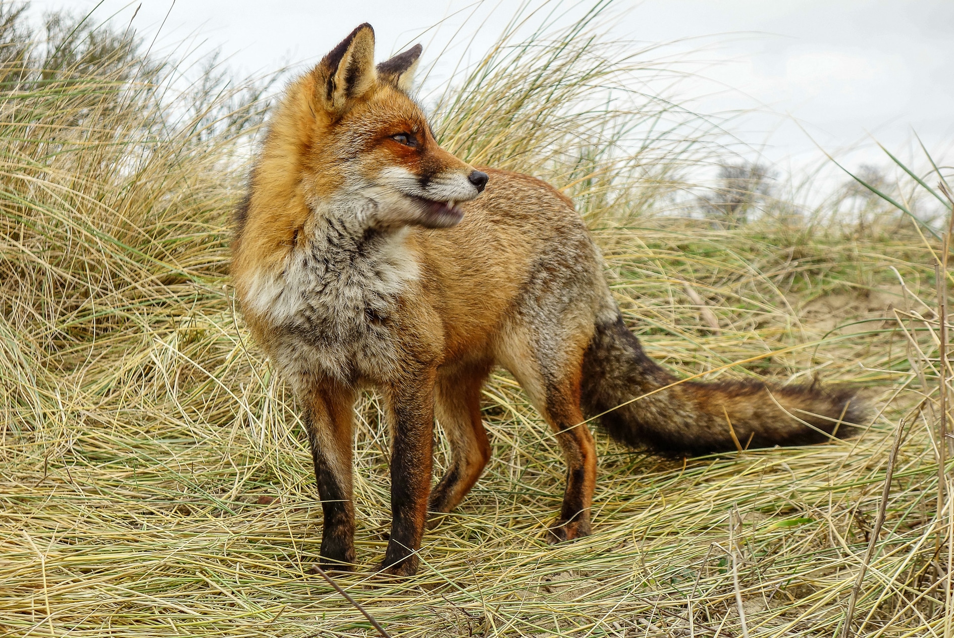 Vos in de Amsterdamse waterleidingduinen die opzij kijkt
