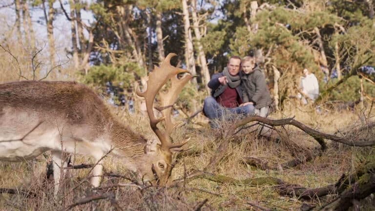 Hert in de Amsterdamse Waterleidingduinen met op de achtergrond een man met kind die er naar kijken