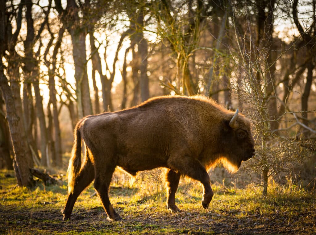 Wisent in zandvoortse duinen