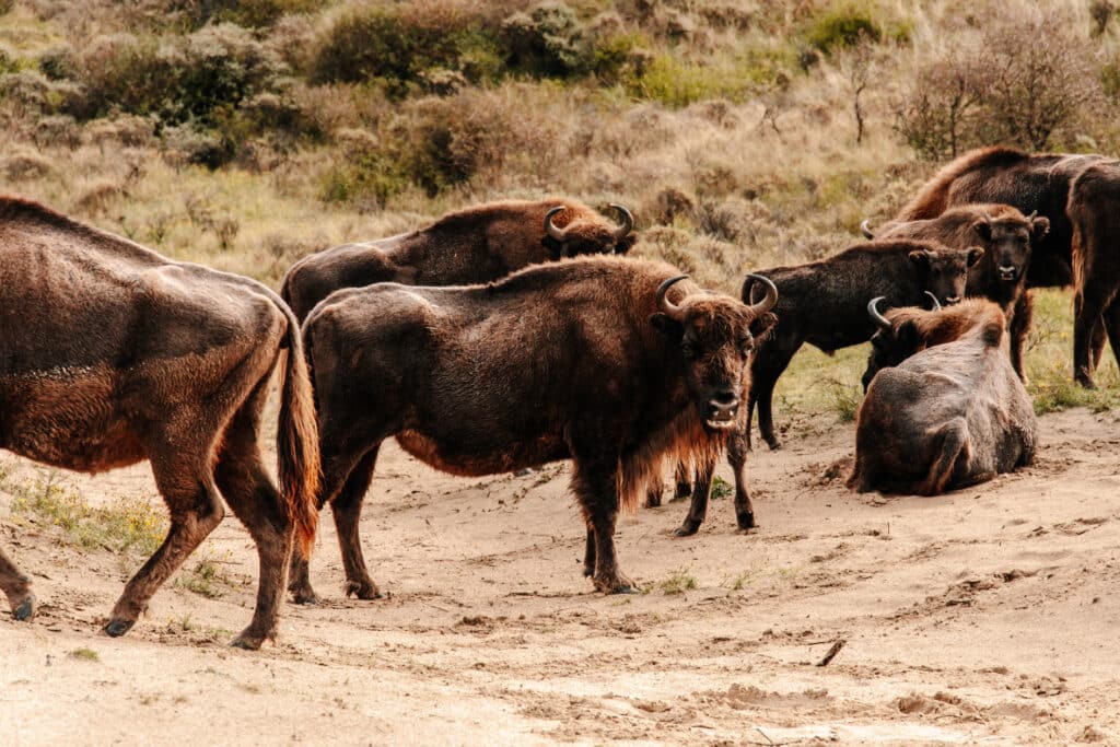 Wisenten op het pad in Nationaal Park Zuid-Kennemerland