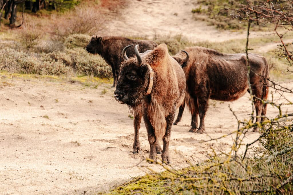 Wisenten, een van de big five van Zandvoort, in het Kraansvlak, Nationaal Park Zuid-Kennemerland