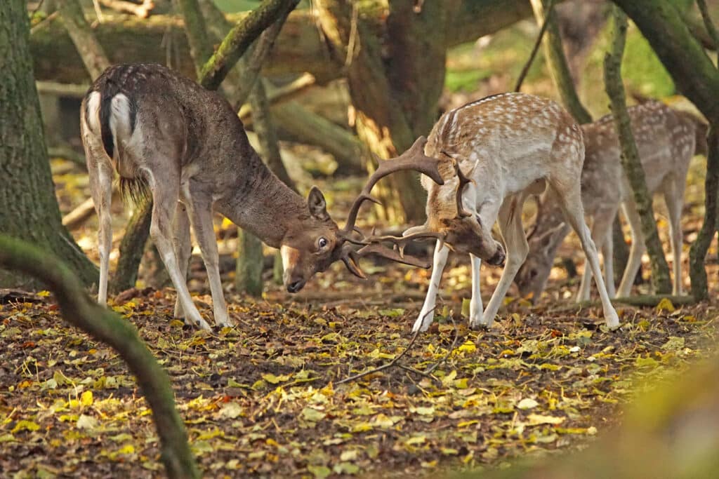Close up van vechtende herten in de Amsterdamse Waterleidingduinen tijdens de bronsttijd
