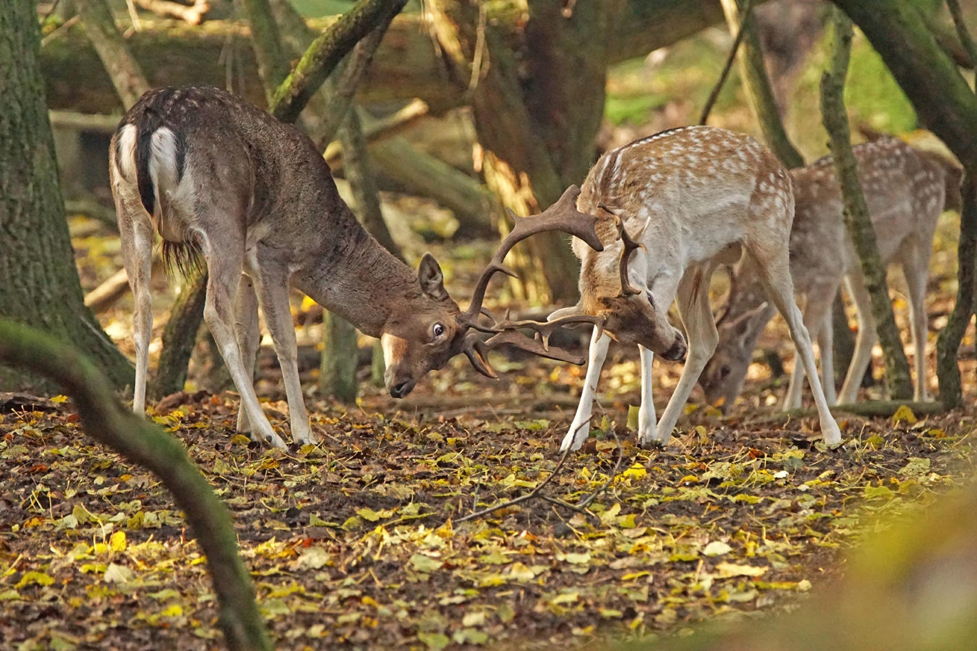 Close up van vechtende herten in de Amsterdamse Waterleidingduinen tijdens de bronsttijd