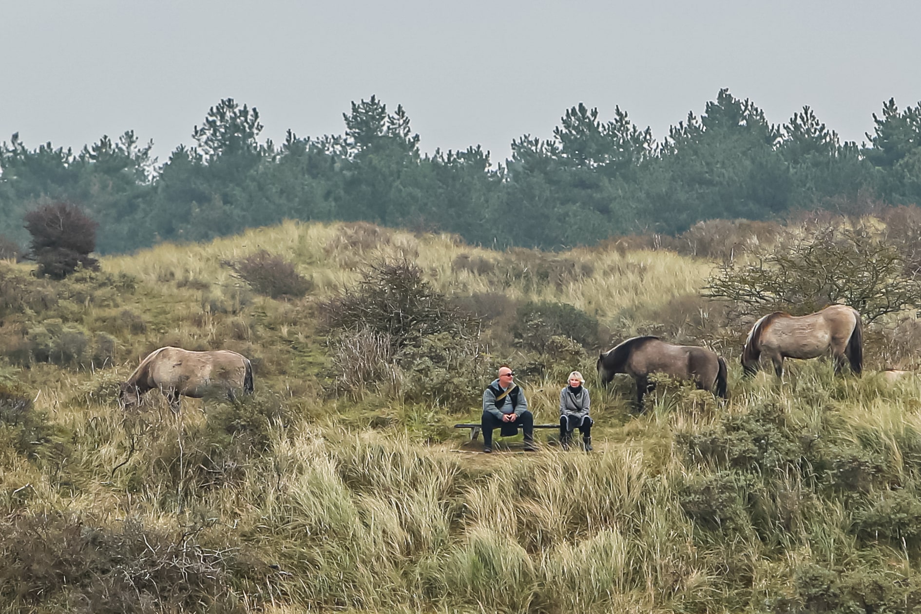 Wandelaars in de duinen zittend op een bank tussen de konikpaarden