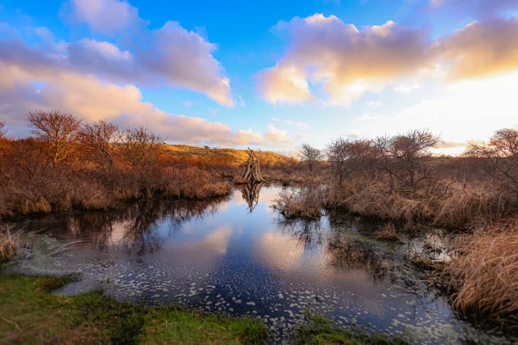 Amsterdamse Waterleidingduinen bij ondergaande zon