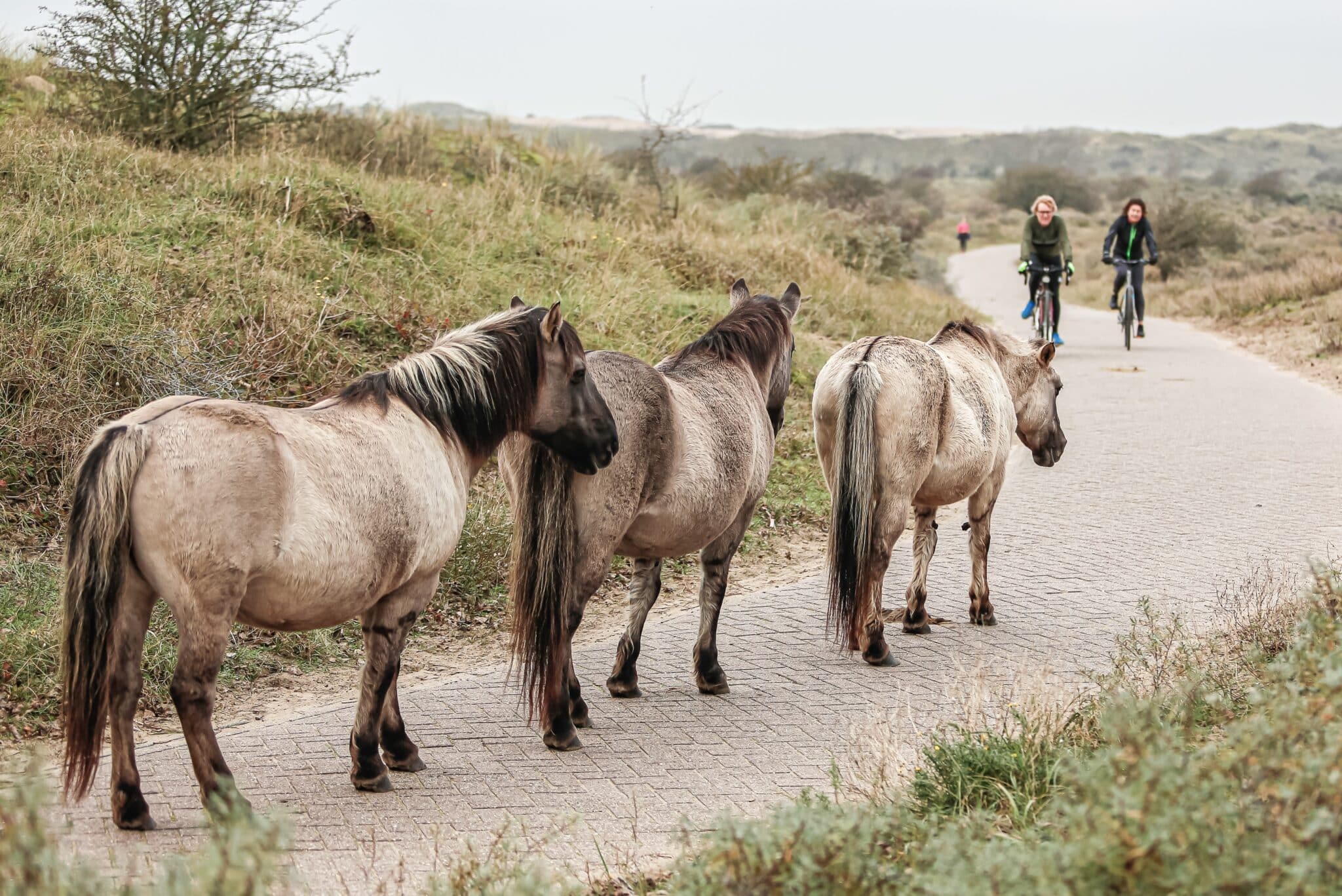 Konikpaarden op het fietspad in Nationaal Park Zuid-Kennemerland
