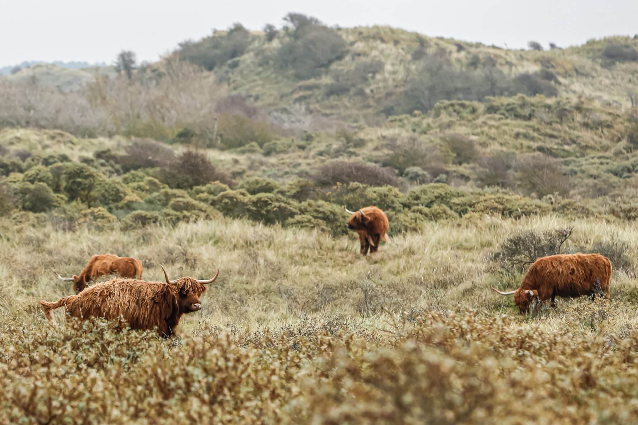 Hooglanders in de duinen van Nationaal Park Zuid-Kennemerland