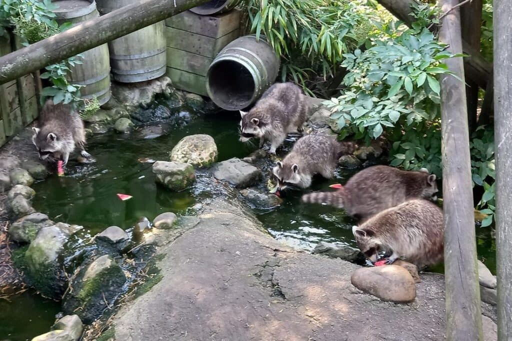 Wasberen in hun verblijf in Artisklas Haarlem