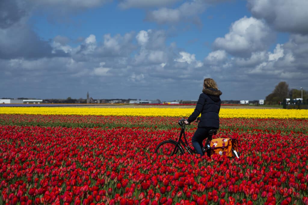 fietser in de bollenstreek in Lisse door de bloemen velden