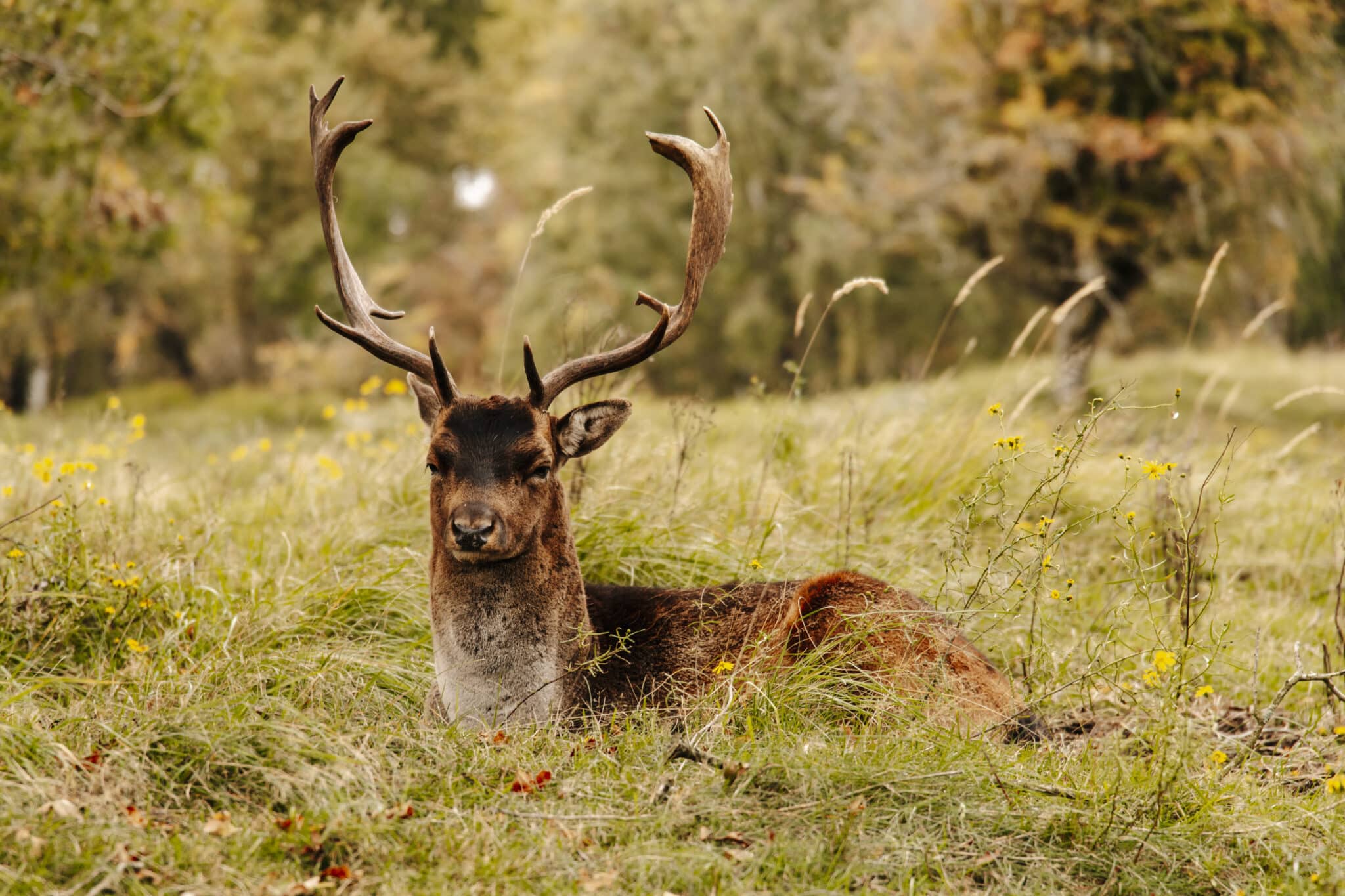 Hert met groot gewei liggend in het gras in de Amsterdamse waterleidingduinen