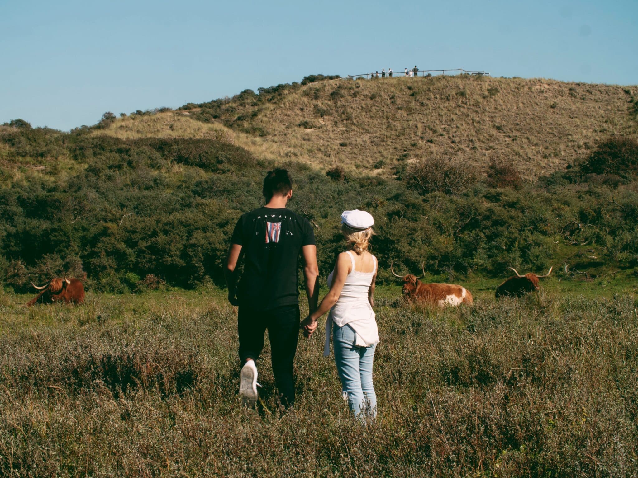 Man en vrouw wandelen door de natuur van Nationaal Park Zuid-Kennemerland in Bloemendaal/ Overveen met Schotse Hooglanders op de achtergrond