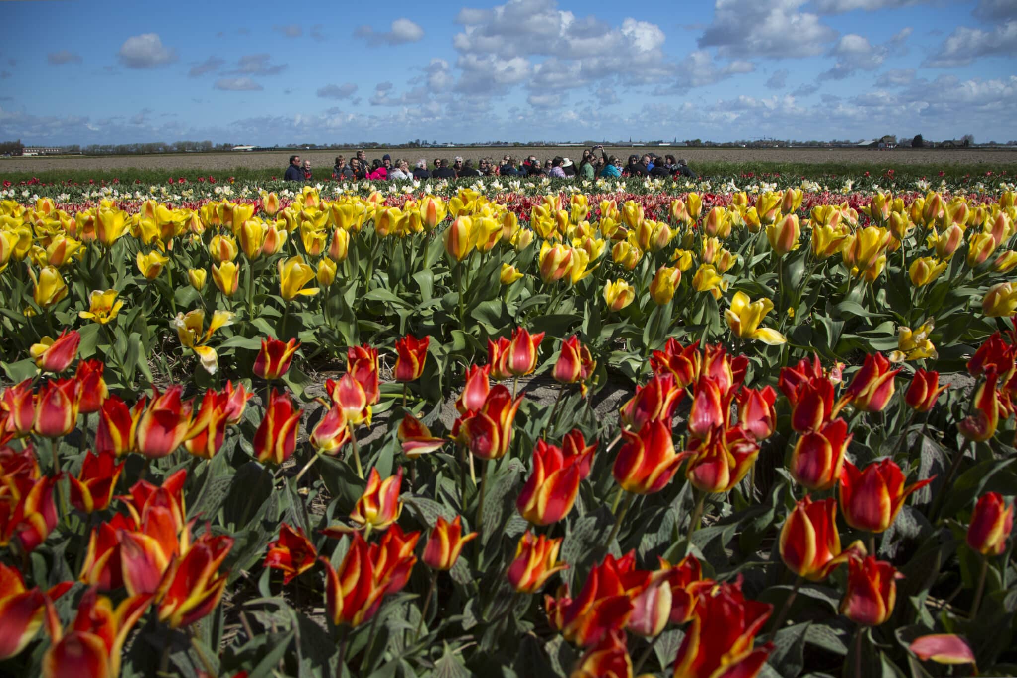 Bloemenvelden vol tulpen in de bollenstreek