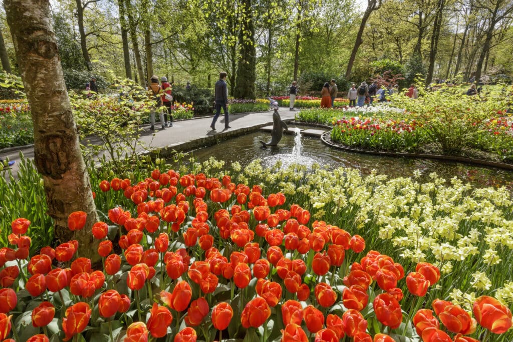 Bloemenveld in bloementuin Keukenhof