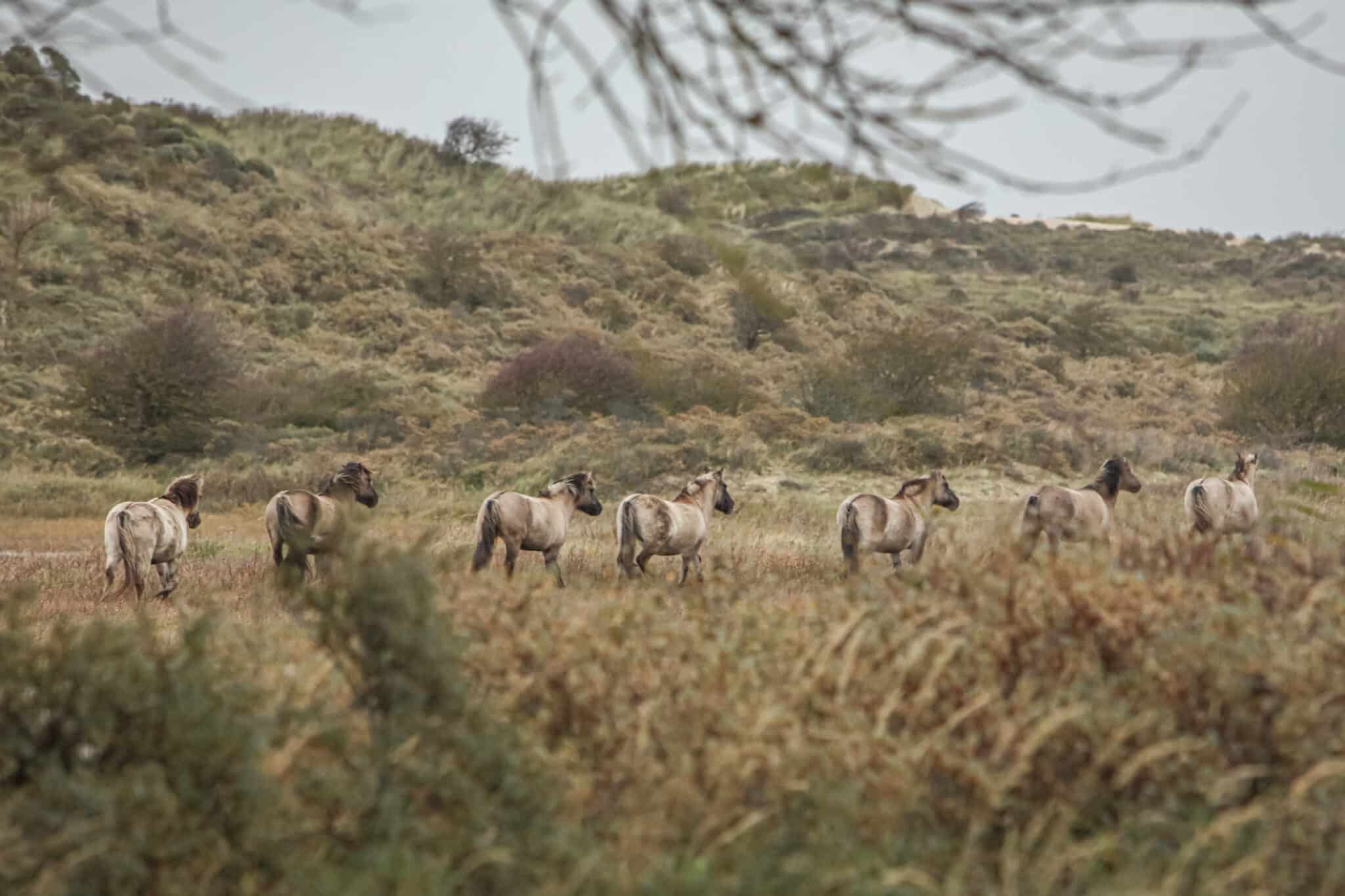 Konikpaarden in Nationaal Park Zuid-Kennerland