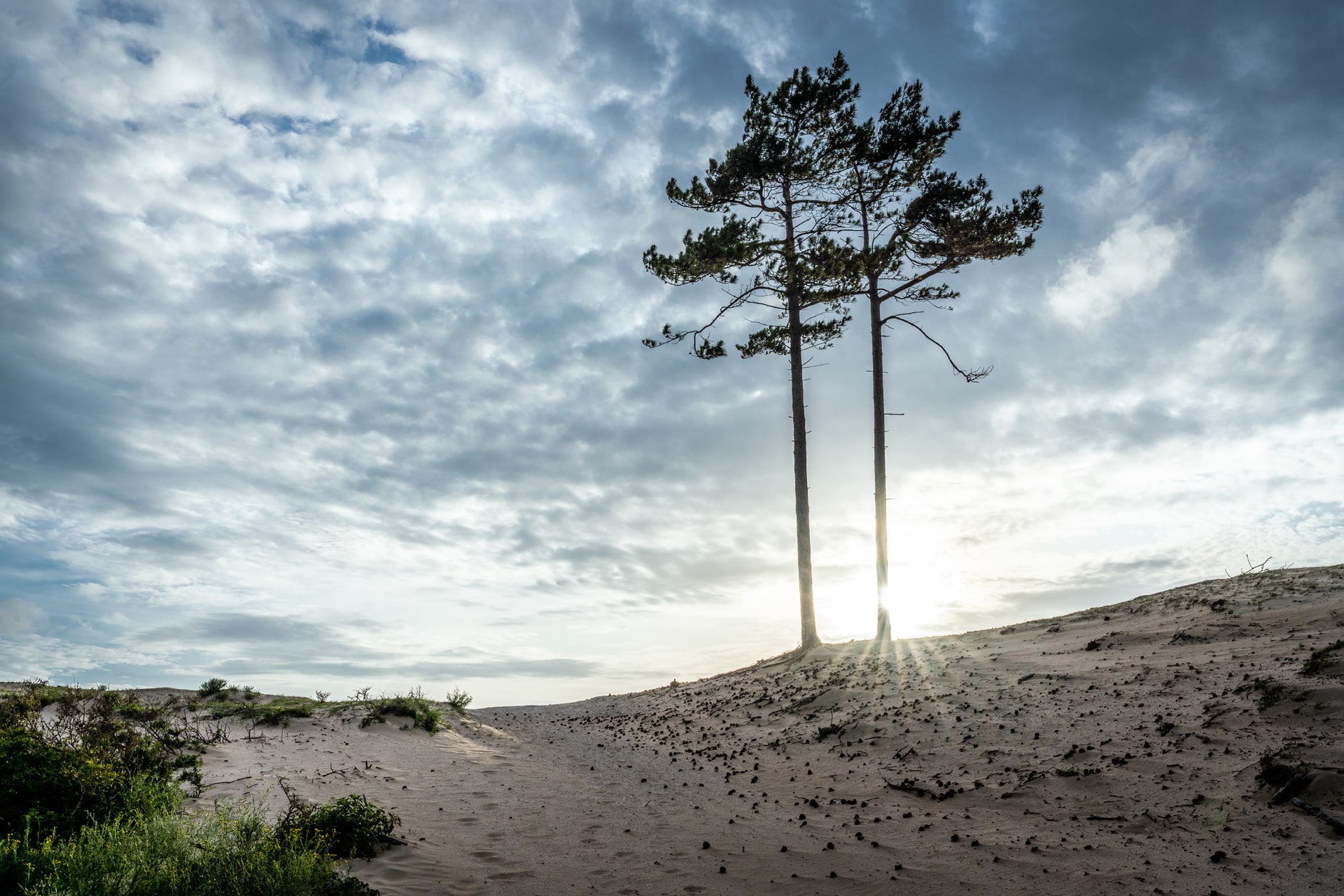 Boom in het Nationaal Park Zuid-Kennemerland