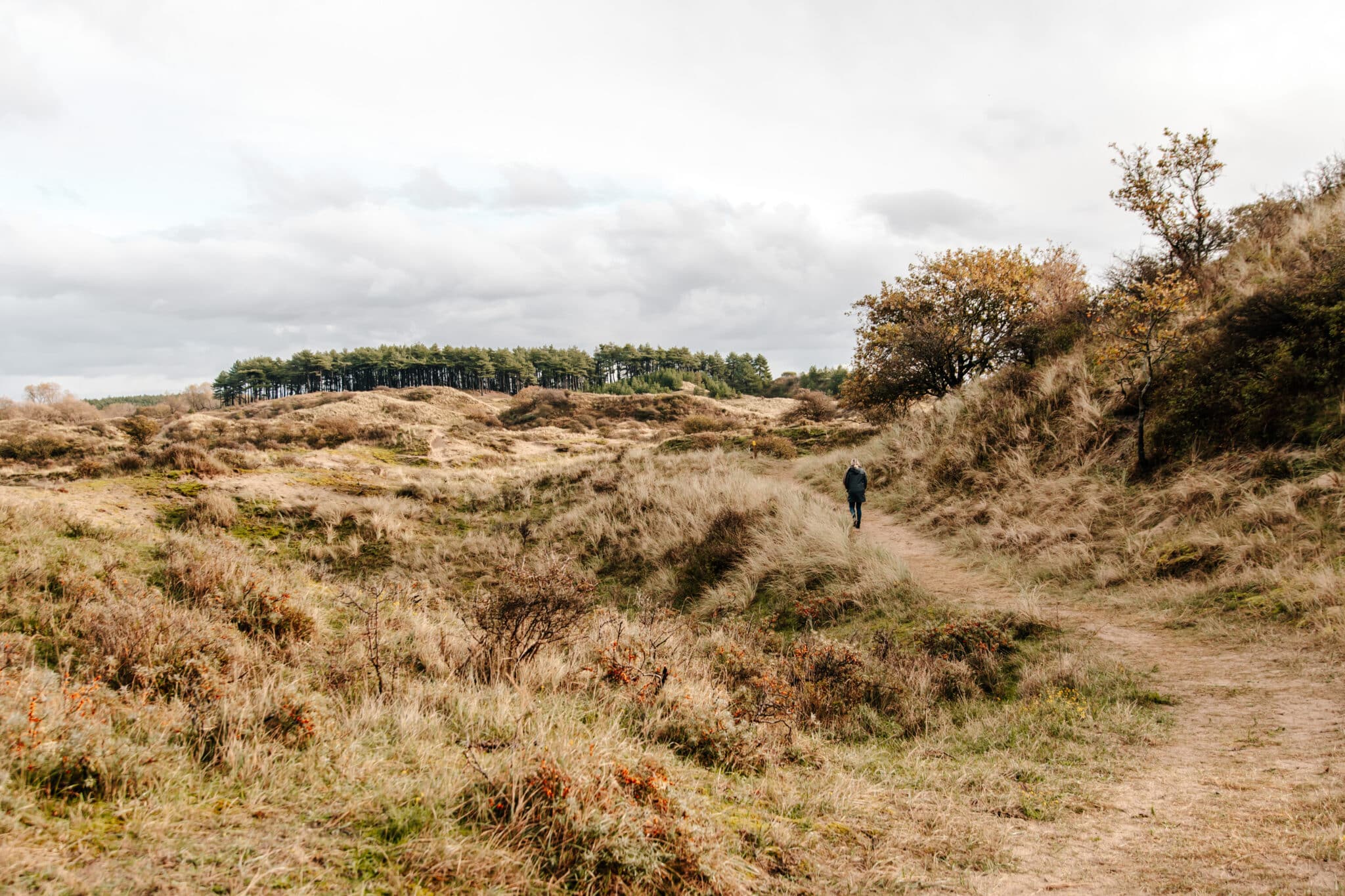 Wisenten in de duinen van het kraansvlak