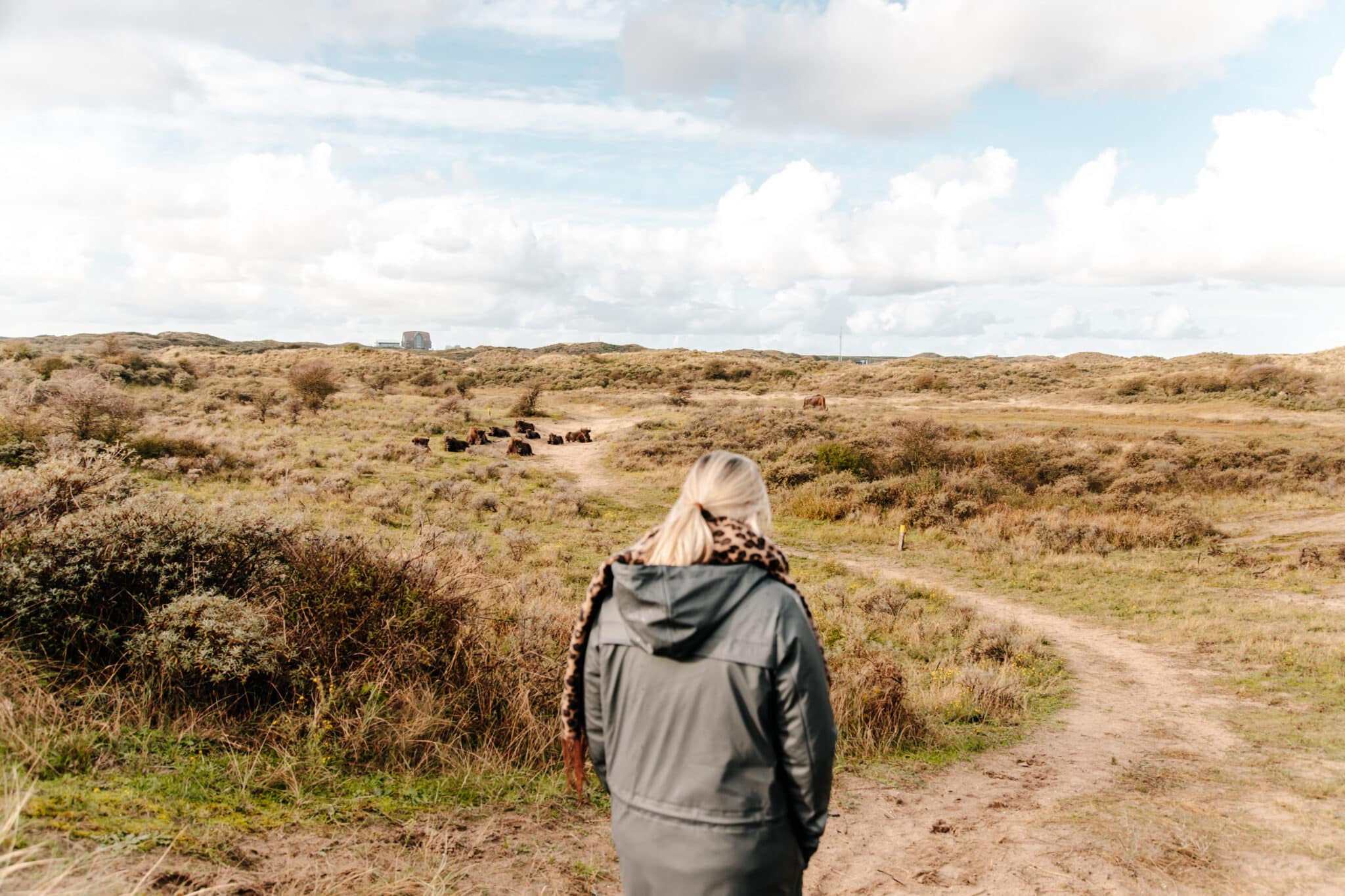 Vrouw op de gele route, het wisentenpad, door het kraansvlak in Nationaal Park Zuid-Kennemerland, met wisenten op het pad voor haar