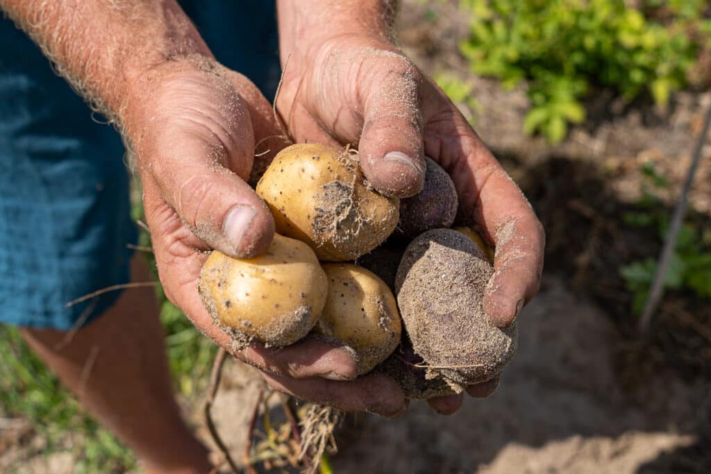 Duinpiepers worden net uit de grond gehaald.