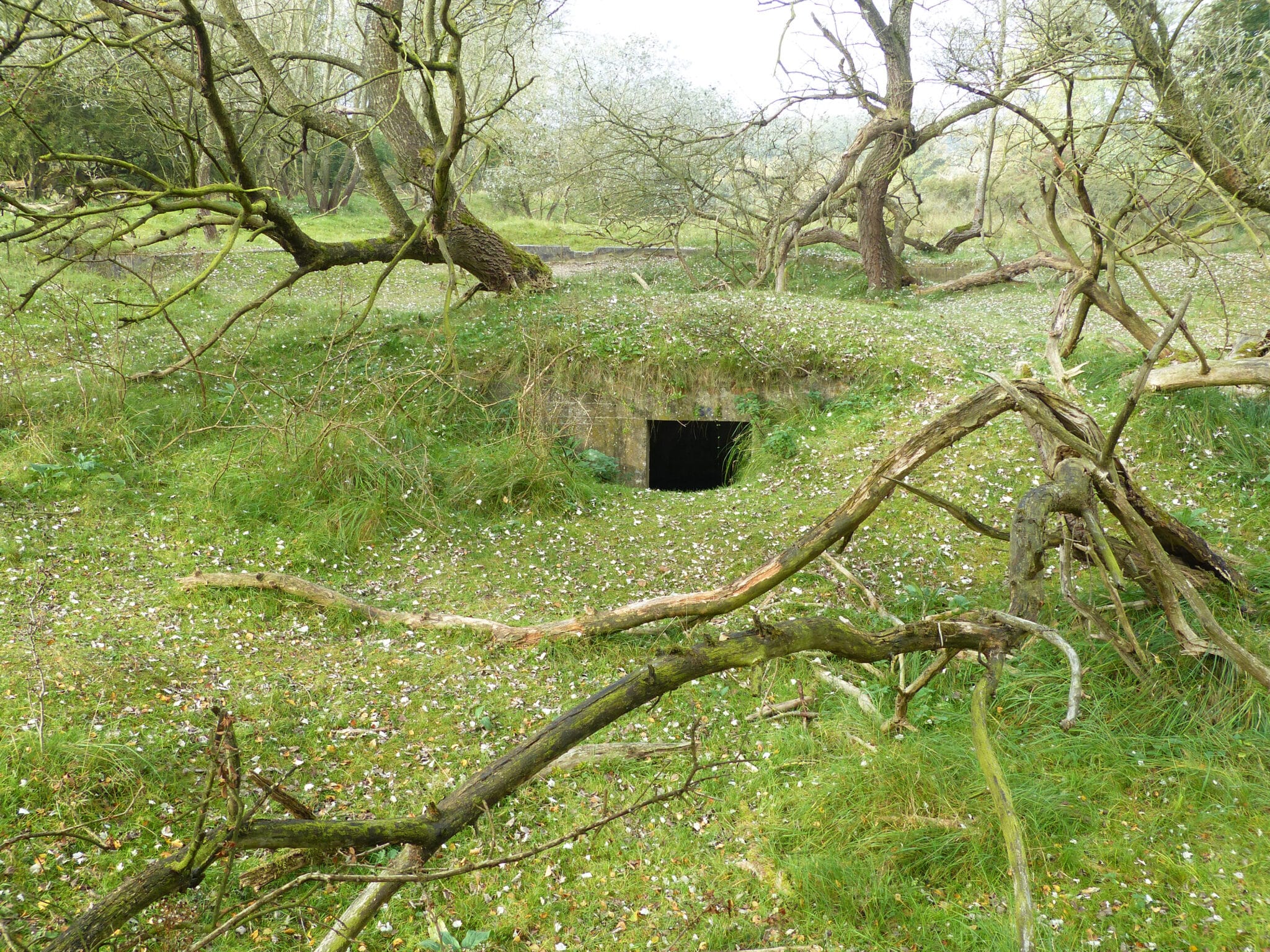 Een bunker in de Amsterdamse Waterleidingduinen verscholen in de natuur onder het gras