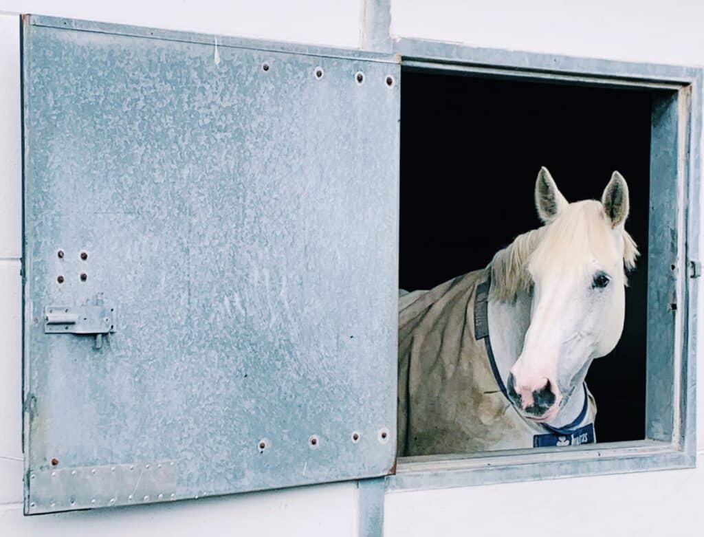 Paard in de stal bij een manege