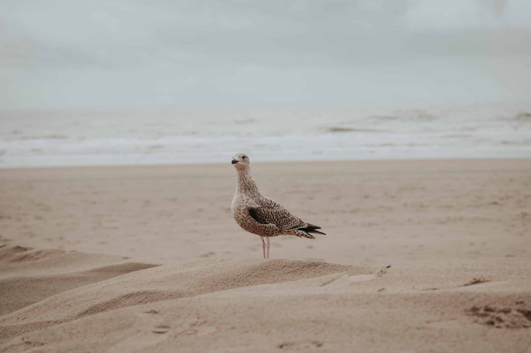 Jonge meeuw op het lege strand van Zandvoort in de winter