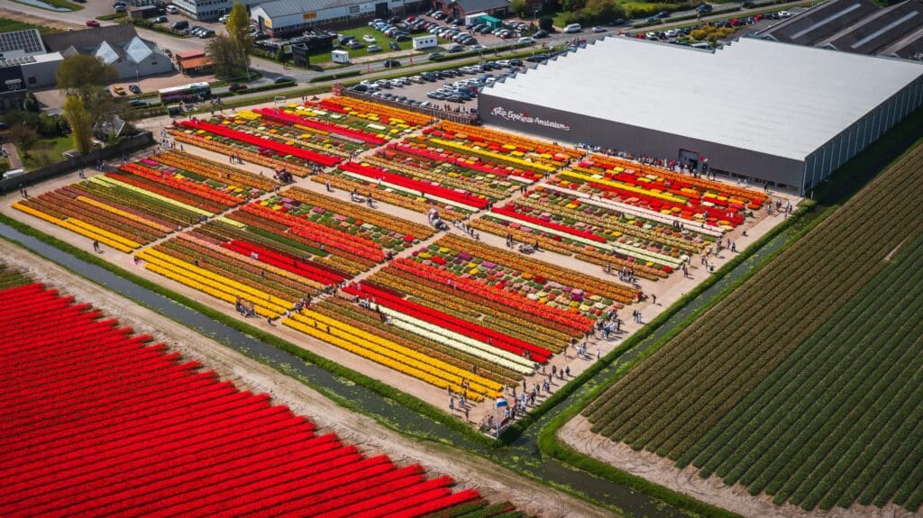 Bloembollenveld van boven bij de Tulip Experience