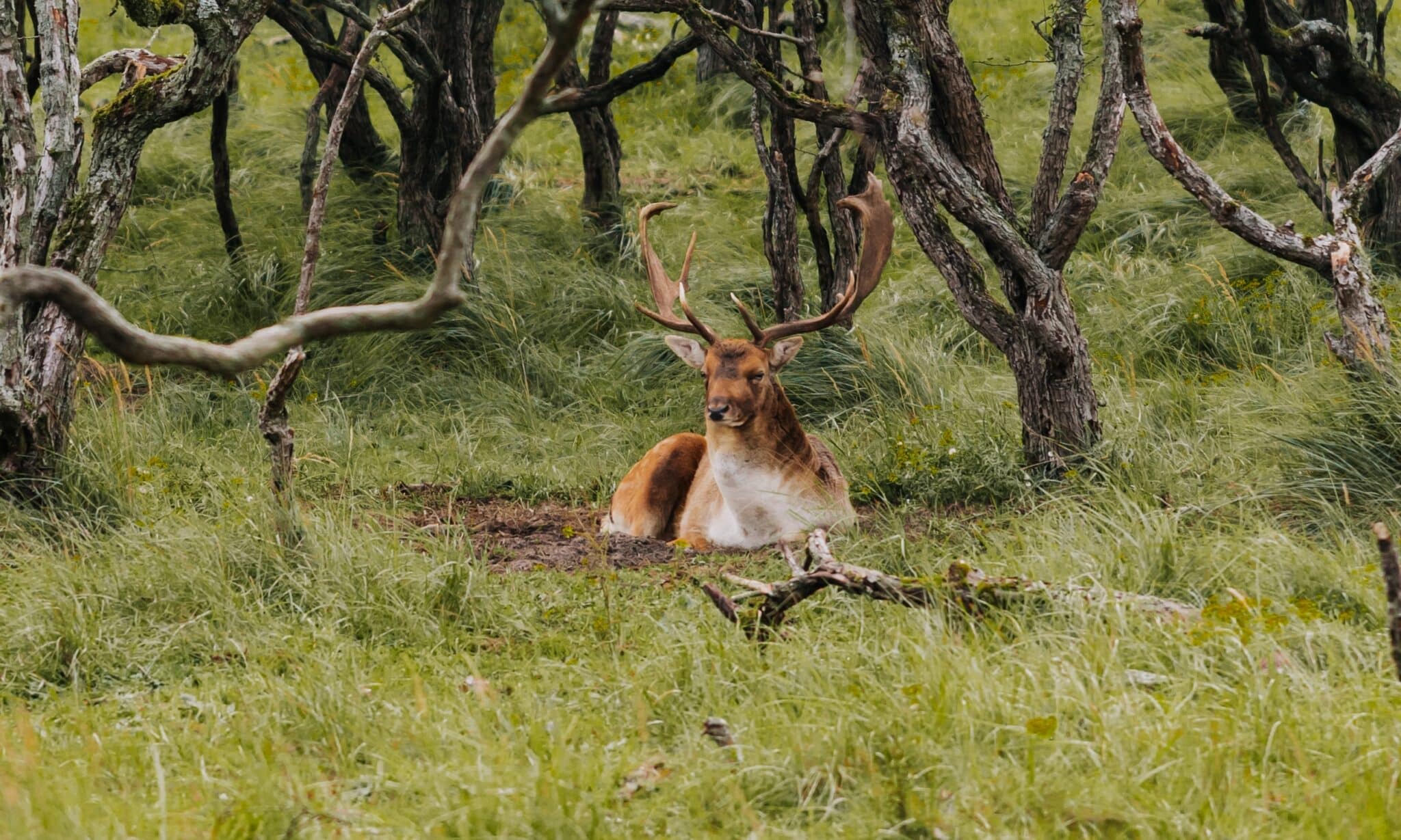 hert in de amsterdamse waterleidingduinen