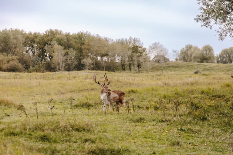 hert in de amsterdamse waterleidingduinen